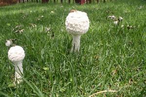 Mushrooms in grass photo