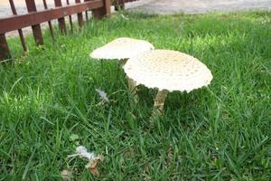 Mushrooms in grass photo