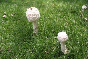 Mushrooms in grass photo