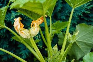 Zucchini Cucurbita pepo in the old Land next to Hamburg photo