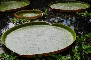 victoria amazonica - hojas gigantes del nenúfar gigante foto