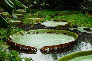 victoria amazonica - hojas gigantes del nenúfar gigante foto