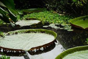 victoria amazonica - hojas gigantes del nenúfar gigante foto