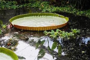 victoria amazonica - hojas gigantes del nenúfar gigante foto