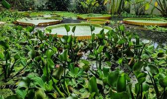 victoria amazonica - hojas gigantes del nenúfar gigante foto