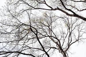 el patrón de las ramas de los árboles en invierno, aislado sobre fondo blanco. foto