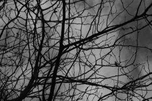 The pattern of Tree branches close up in black and white color. photo