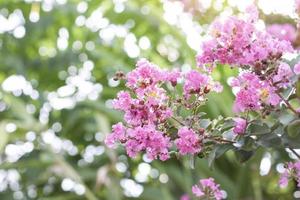 Crape myrtle, Lagerstroemia, Crape flower or Indian Lilac bloom in the garden on blur nature background. photo