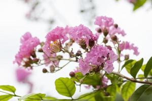 Crape myrtle, Lagerstroemia, Crape flower or Indian Lilac bloom in the garden on blur nature background. photo