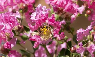 Topview image group of small pollen bouquet crape myrtle  pink flowers. beauty and  dry petal full frame background. photo