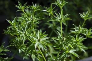 stink weed flower seed on green tree. natural fresh organic vegetable cooking in kitchen. photo