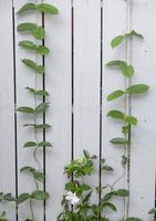 Beauty white flower in ivy vine with green color leaves. flora  creeper plant climbing on white wood plank in botany garden photo