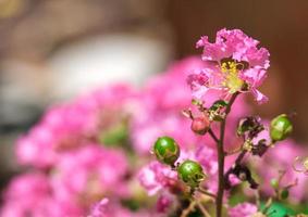 side view image group of small pollen bouquet crape myrtle  pink flowers. beauty and  dry petal full frame background. photo