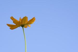 beauty yellow flower blooming  star shape on corner with small insect on  cucumber organic healthy vegetable in botany garden with copy space. photo