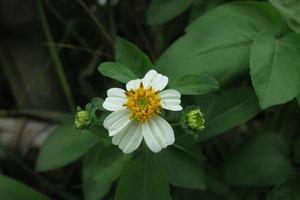 beautiful white flowers photo