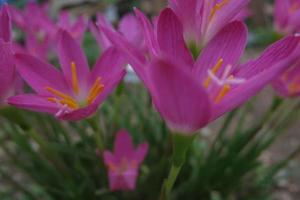 Beautiful natural  pink flowers background photo