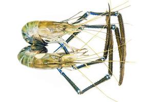 Giant Freshwater Prawn photo