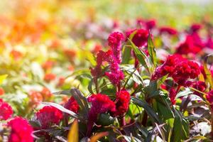 flor de cresta de gallo celosia cristata foto