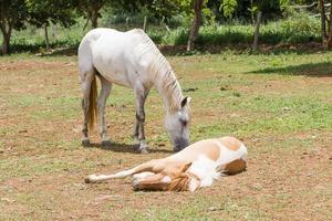 horse sleeping in farm photo