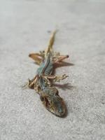 Close up photo isolated of a long dead lizard that is starting to dry out. You can see the bones and details of the body,