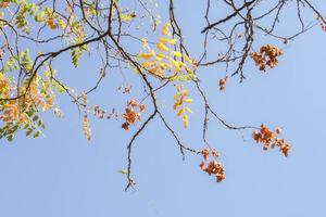 Beautiful tree branches in Autumn. photo