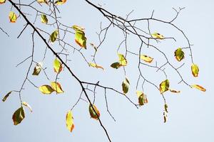 hermosas ramas de los árboles en otoño. foto