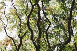 Beautiful tree branches in Autumn. photo