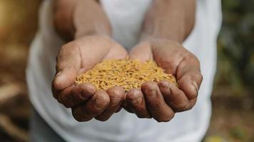 cierre la mano sujetando la semilla, la siembra, las plántulas, la agricultura. semilla de arroz foto