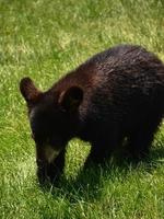 absolutamente adorable cachorro de oso negro en la hierba foto
