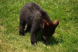 Playful Black Bear Cub Sniffing Around the Grass photo