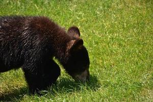 Snuffling Black Bear Cub in Green Grass photo