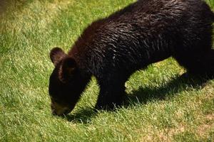 Shaggy Black Bear Cub in a Grass Field photo