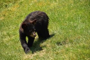 Picture Perfect Black Bear Cub in a Field photo