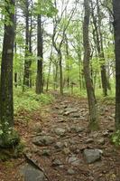 Stone trail going through the blue hills woodlands photo