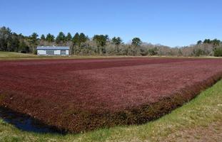 Blue Skies Over a Working Cranberry Bog photo