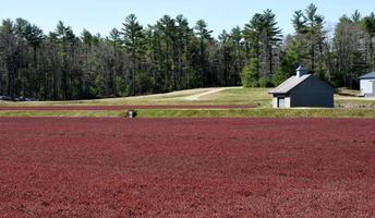 Landscape with a Red Cranberry Bog and Pump Station photo