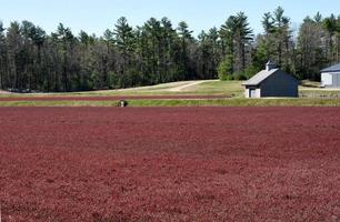 Thriving Red Vines in a Cranberry Bog in the Spring photo