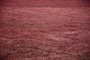 Red Cranberry Vines Across a Cranberry Bog photo
