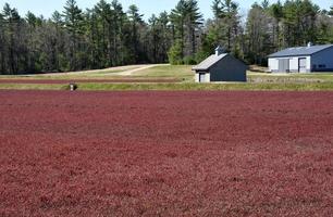 Functioning and Operational Cranberry Bog with Red Vines photo