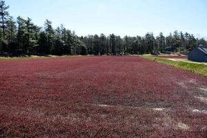 Beautiful Red Cranberry Bog Landscape on a Spring Day photo