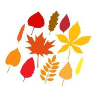 Colorful Autumn leaves illustration set vector