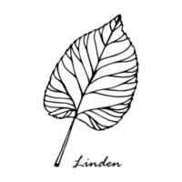 Linden twig in vector on isolated white background.