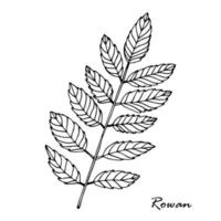 Leaf of rowan tree isolated on white vector