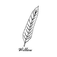 Willow leaf isolated on white background without shadow. Plant  for packaging, invitation and other design. vector