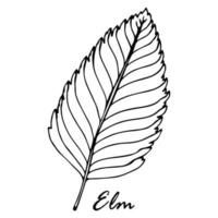 Elm tree leaf isolated on white background vector