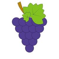 una rama de uvas azules. dibujo de frutas ilustración plana vector