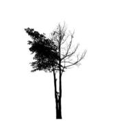 Isolated tree silhouette for brush on white background photo