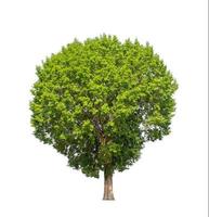 Tree that are isolated on a white background are suitable for both printing and web pages photo