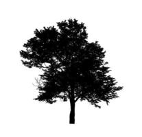 Tree silhouette for brush on white background photo