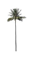 coconut tree isolated on white background with clipping path and alpha channel photo